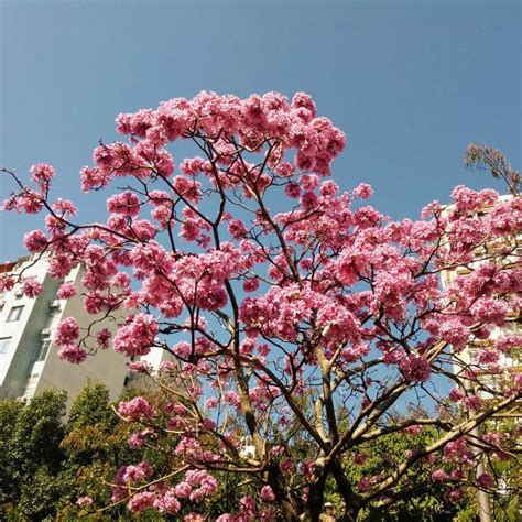 巴西 鐵樹開花 象徵 什麼|巴西鐵樹開花的寓意